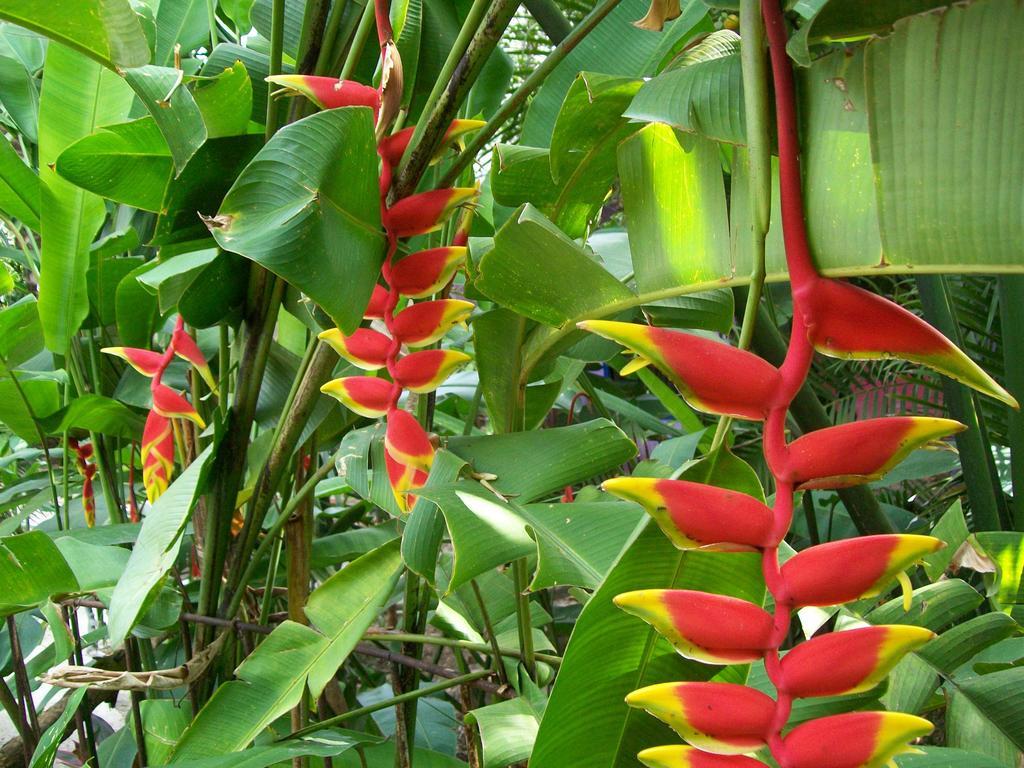 Posada El Jardin Ticul Exterior foto